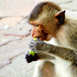 Close-up of monkey eating food