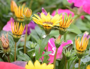 Close-up of yellow flowers blooming outdoors