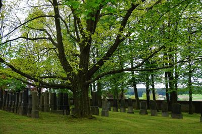 Trees in park