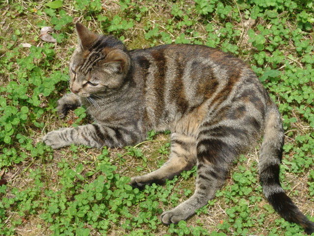 Tiger lazing around