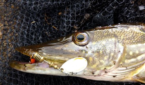 European pike caught by small spinner