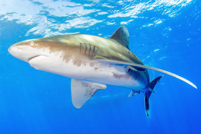 Close encounter of a oceanic white tip shark at cat island bahamas