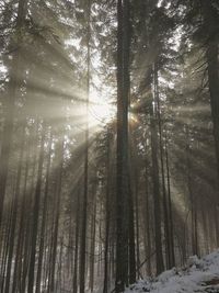 Low angle view of trees in forest during winter