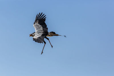 Low angle view of eagle flying against clear blue sky