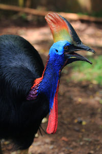 Close-up of peacock