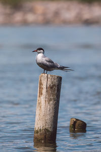 Bird perching on wooden post