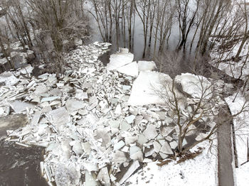 Snow covered trees in forest