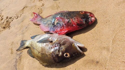 High angle view of fish on beach