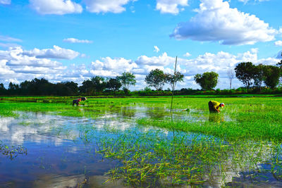 Scenic view of agricultural field against sky