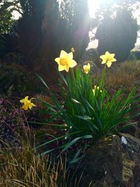 Yellow flowers growing on plant