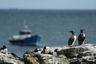 Seagulls perching on rock against sea