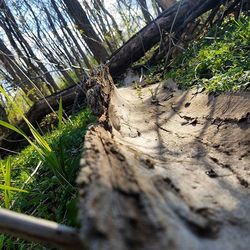 Plants growing on tree trunk