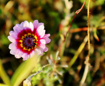 Close-up of pink flower