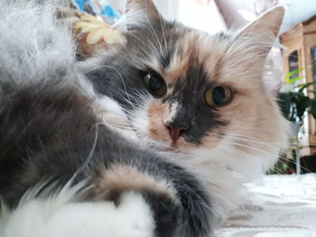 Close-up of cat looking away