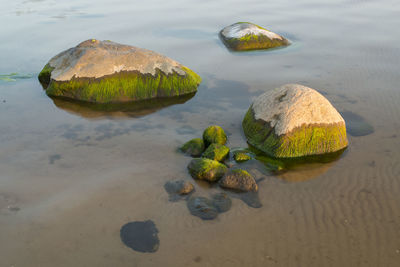 Reflection of trees in water