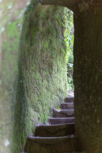 Close-up of moss growing on tree trunk