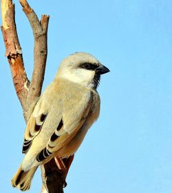 Bird above a branche