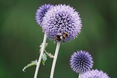 Close-up of bee on purple flower