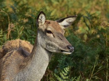 Close-up of deer on field