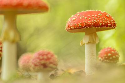 Close-up of fly agaric mushroom