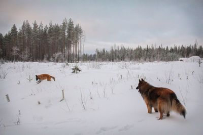 Dog on snow field against sky