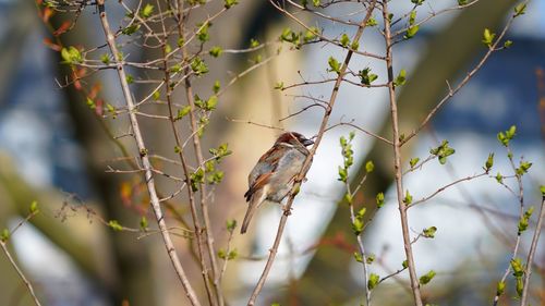 Low angle view of bird perching on branch