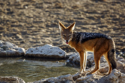 Portrait of fox on rock