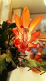 Close-up of flower blooming outdoors