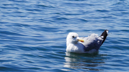 Close-up of seagull swimming