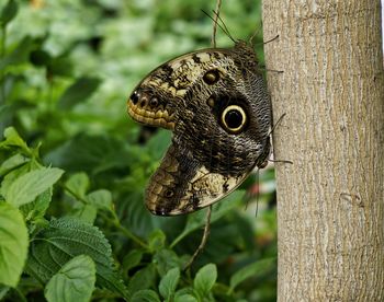 Close-up of butterfly on tree trunk