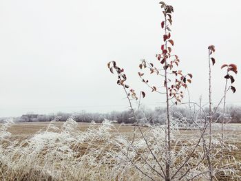 Close-up of field against clear sky