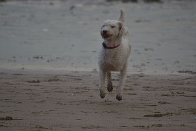 Dog running on beach