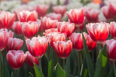 Close-up of red tulips