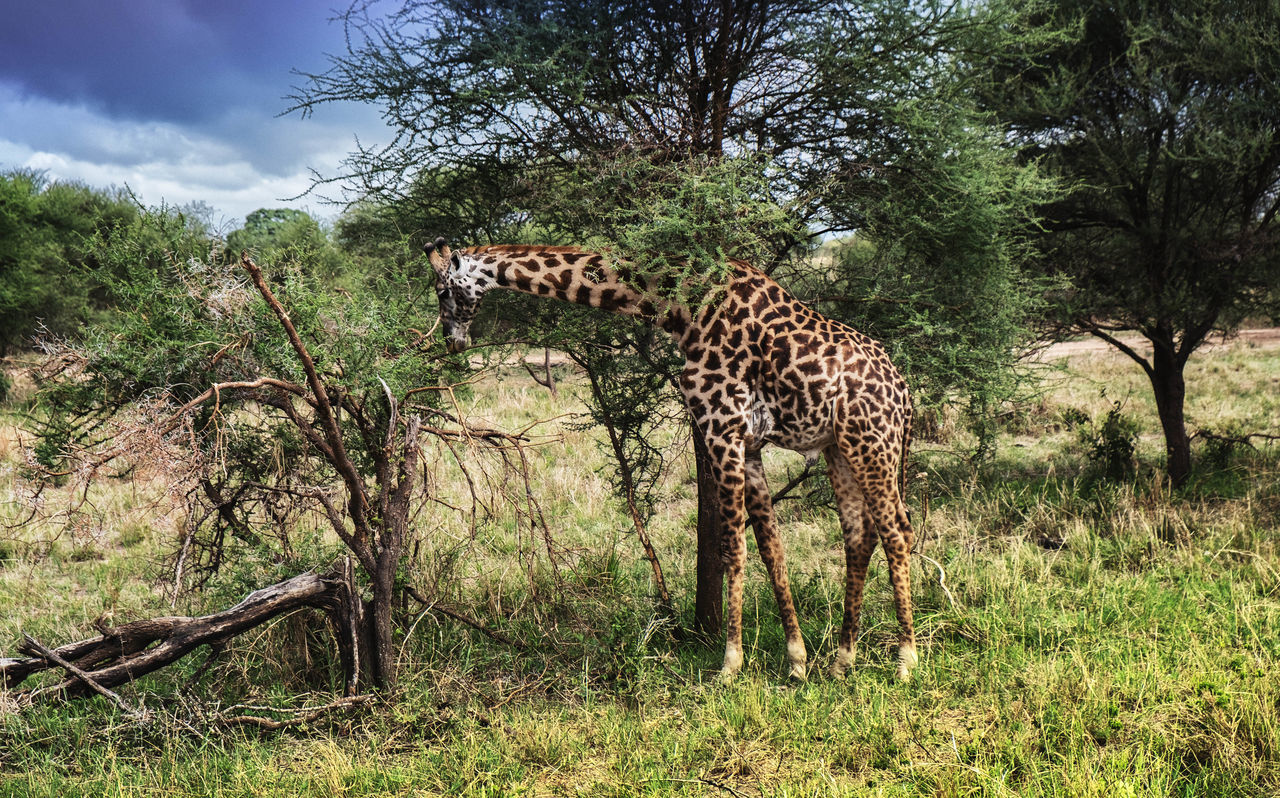 ZEBRAS ON TREE