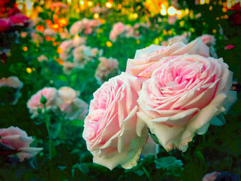 Close-up of pink rose