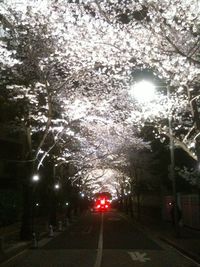 Illuminated street lights at night