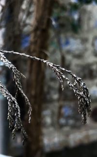 Close-up of frozen plant against blurred background