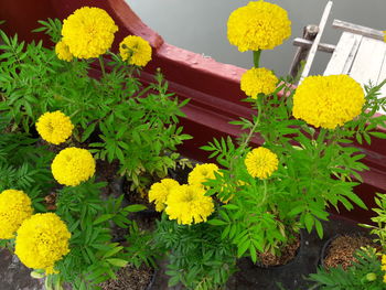 Close-up of yellow flowers blooming outdoors