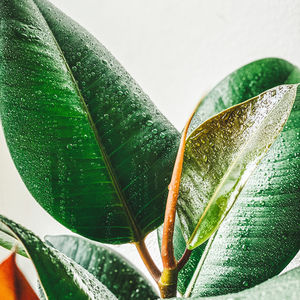 Close-up of wet plant