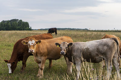 Cows in a field