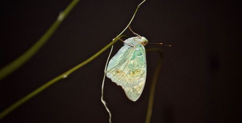 Close-up of insect