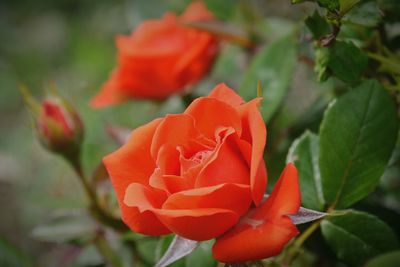 Close-up of orange roses blooming outdoors