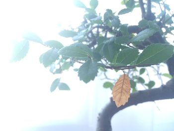 Close-up of fresh green leaves on plant