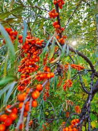 Low angle view of berries on tree