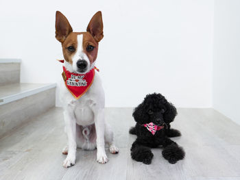 Dogs sitting on floor