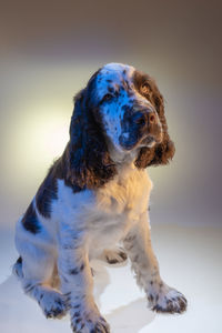 Close-up of dog looking away