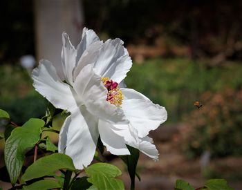 Close-up of white flowering plant