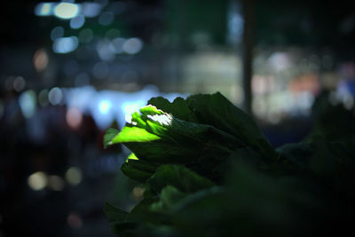 Close-up of fresh green leaves