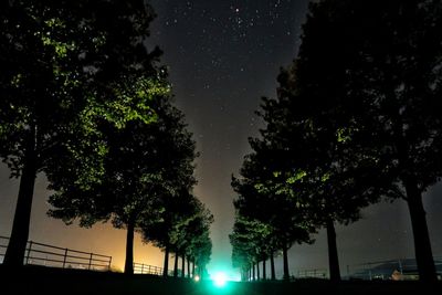 Low angle view of trees against sky at night