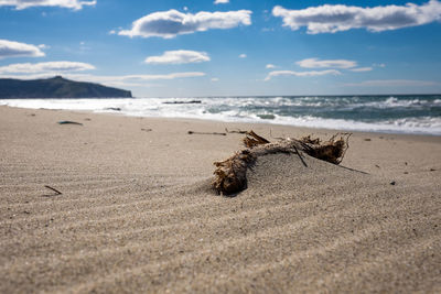 Driftwood on beach against sky